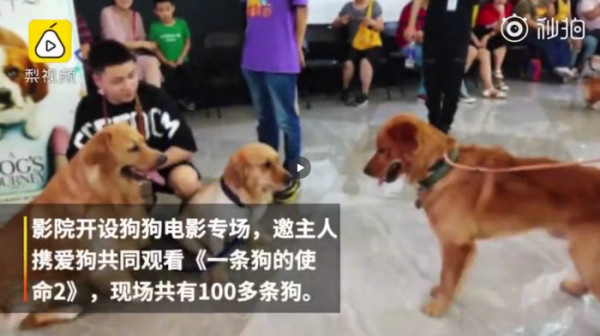 100只狗狗电影院看电影《一条狗的使命2》 网友:好有爱!抱着狗狗看这么温暖的电影
